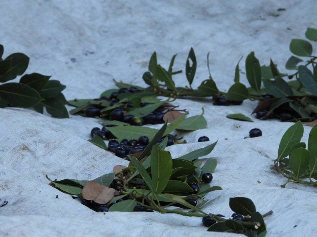 Dalında 7 lira, fabrikadan çıkınca 1500 lira! Dünyaya ihraç ediyorlar, bir köy böyle zengin oldu 5